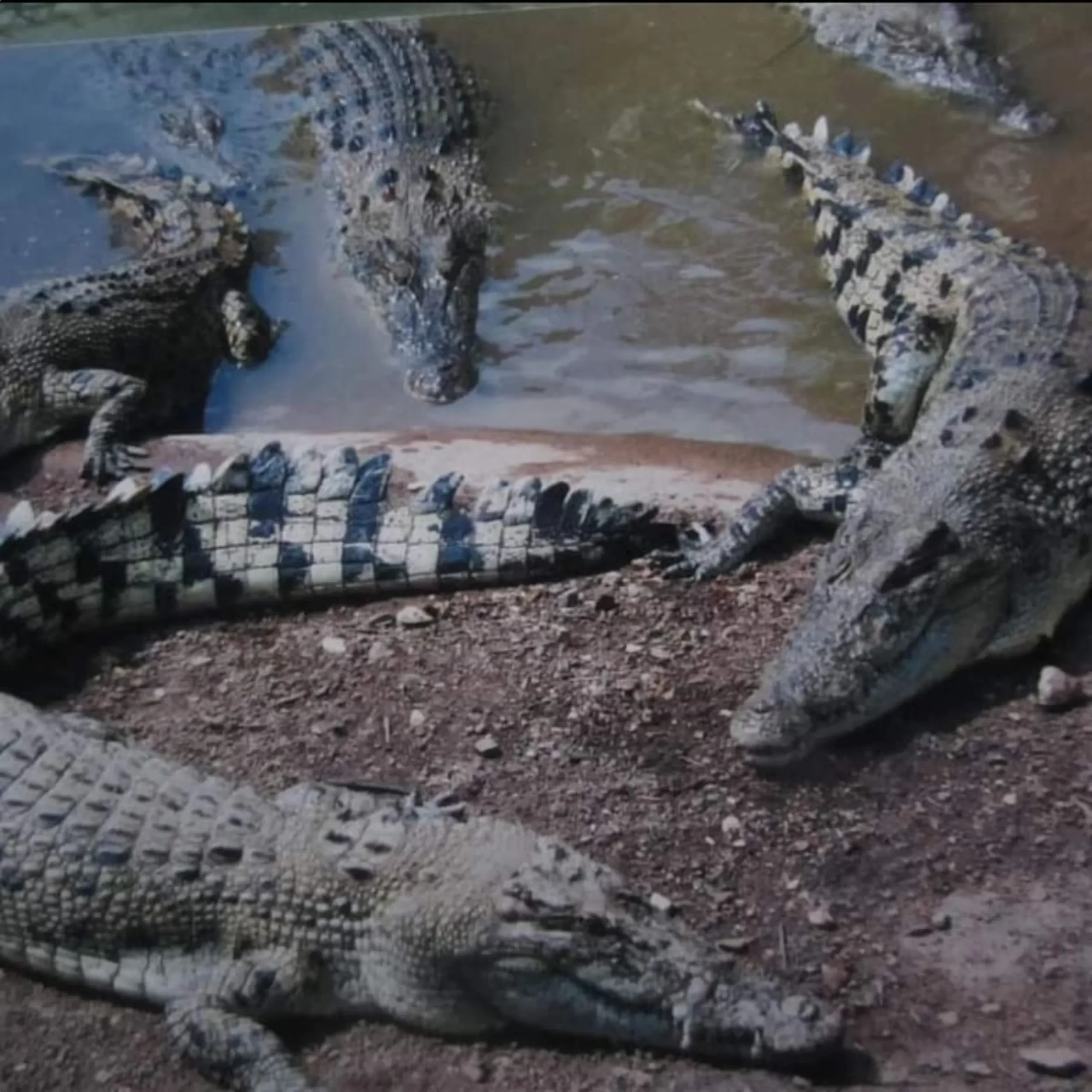 American crocodiles, Darwin