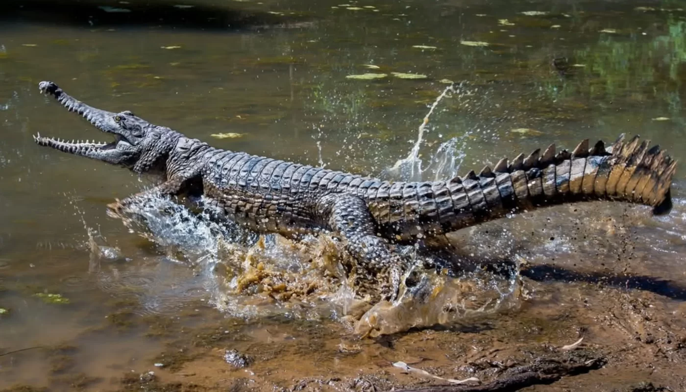 Darwin Crocodiles