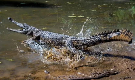 Darwin Crocodiles