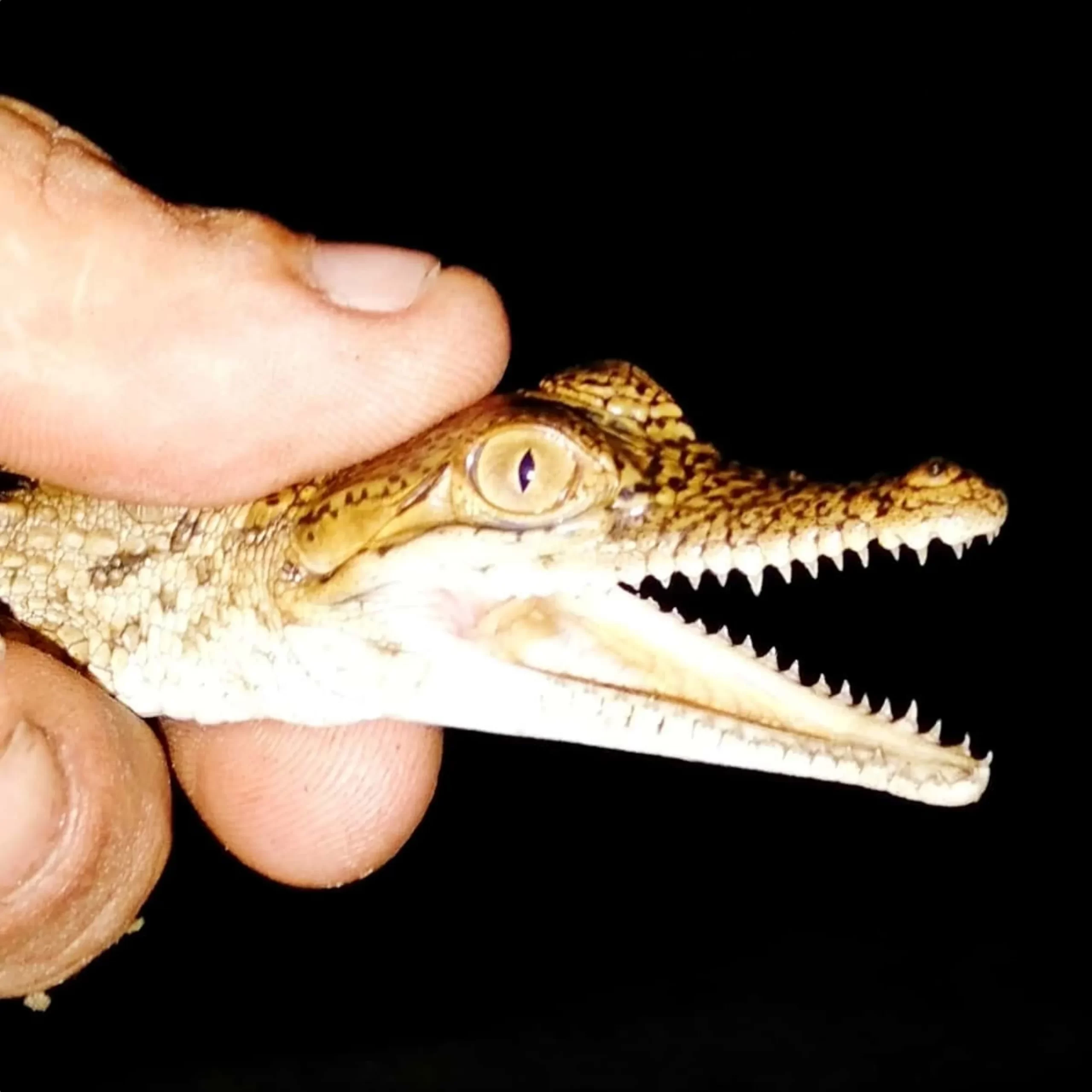 baby crocodiles, Darwin