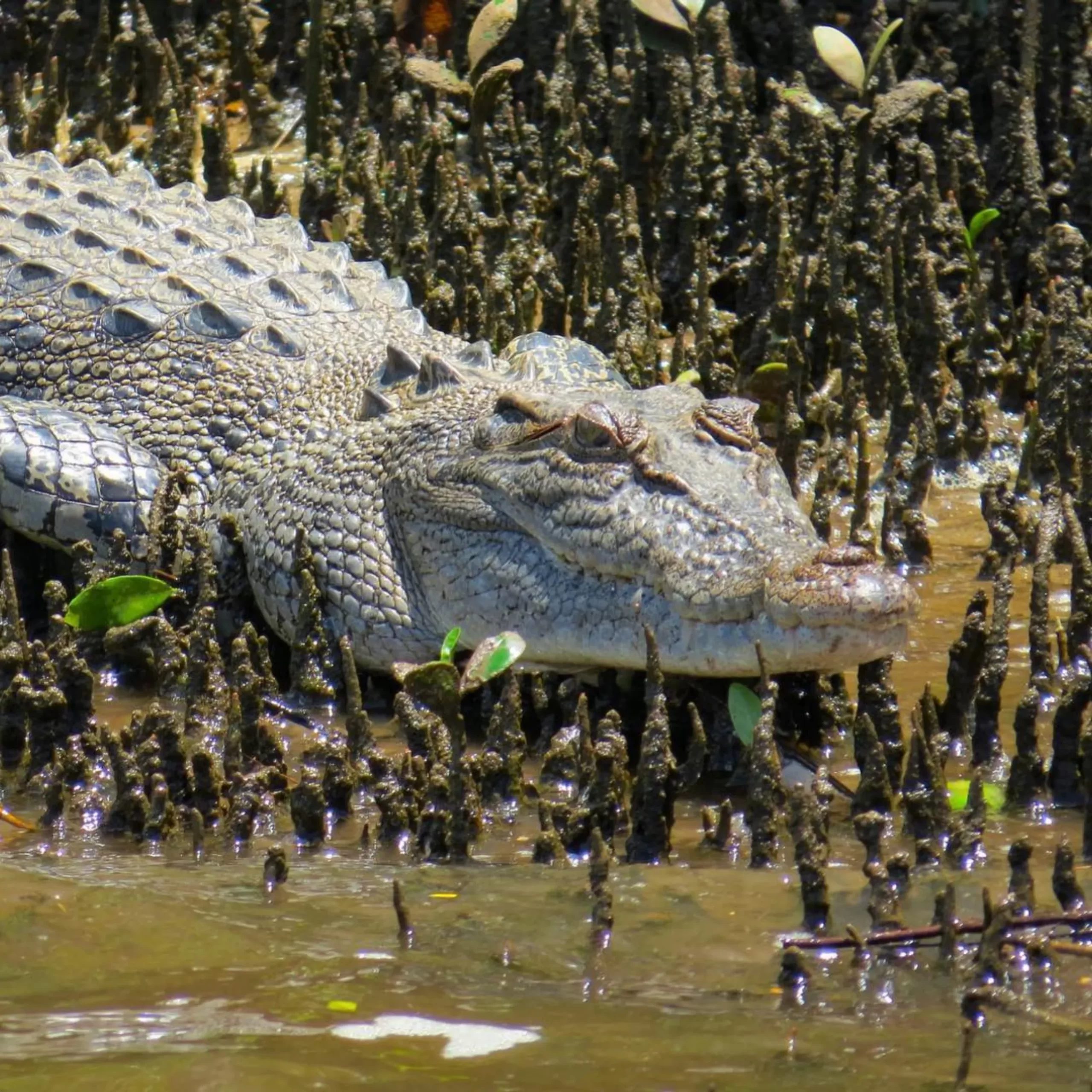 camouflage, Darwin