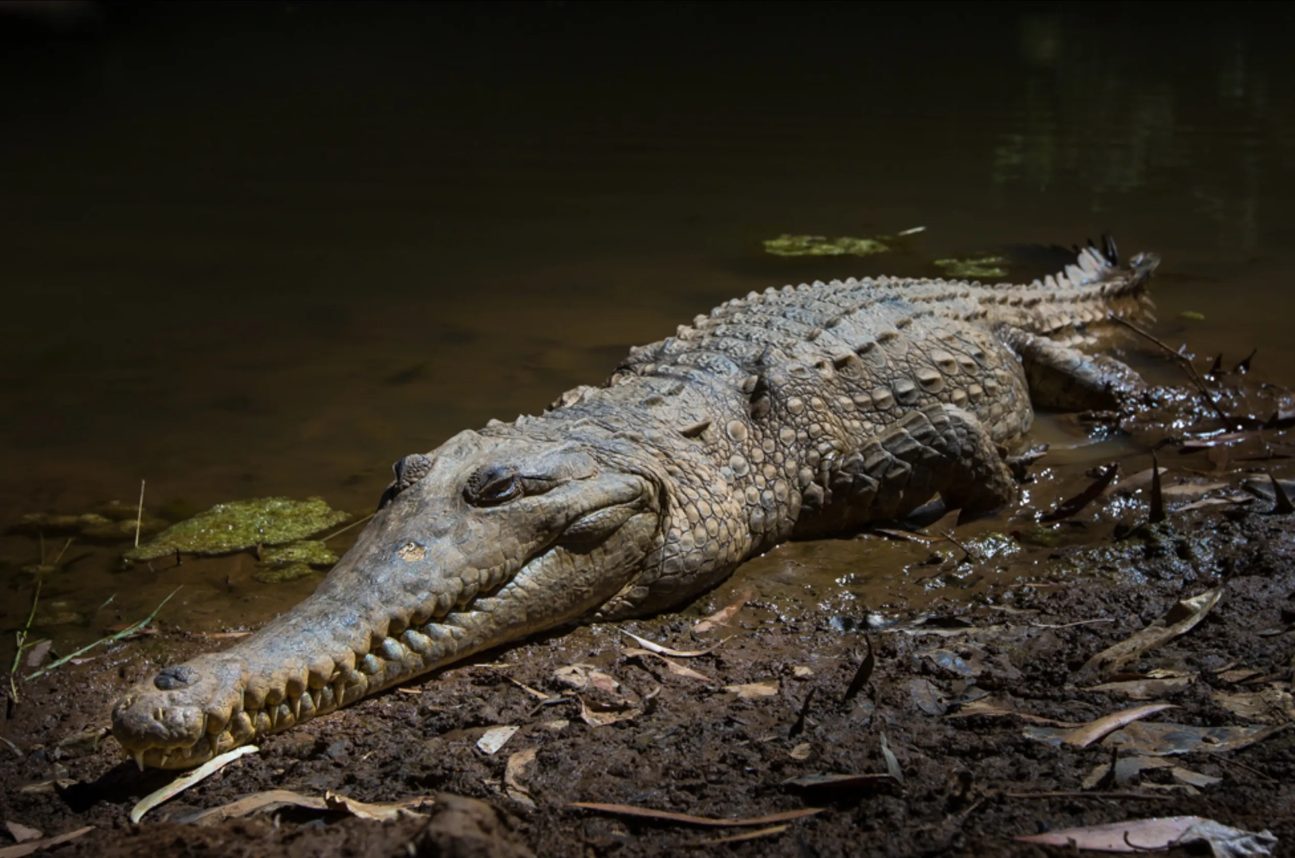 young crocodiles, Darwin