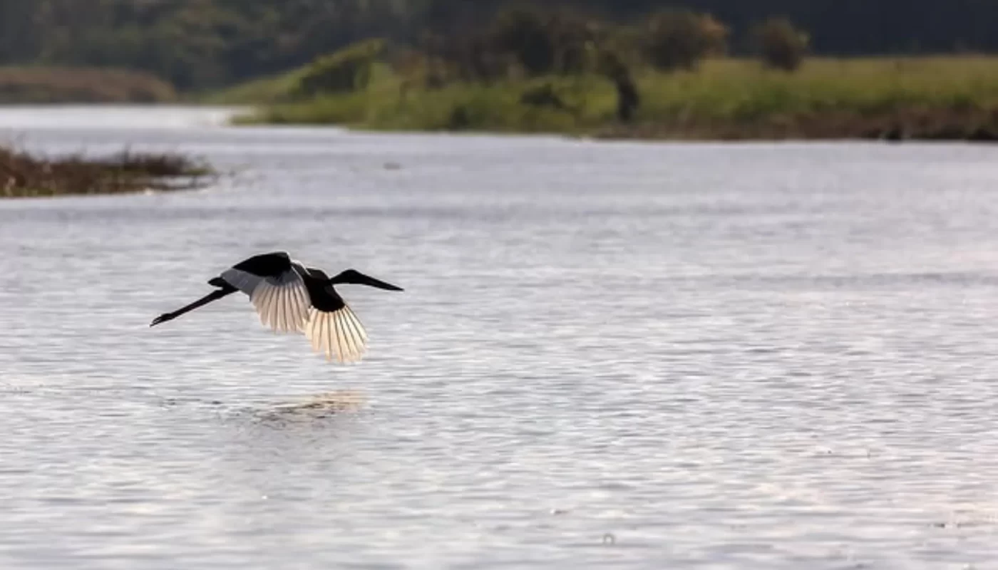 Birds at the Kakadu