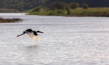 Birds at the Kakadu