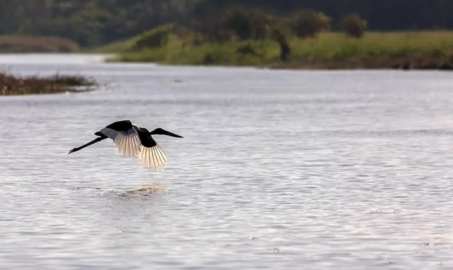 Why Do Birds Flock to Kakadu National Park?