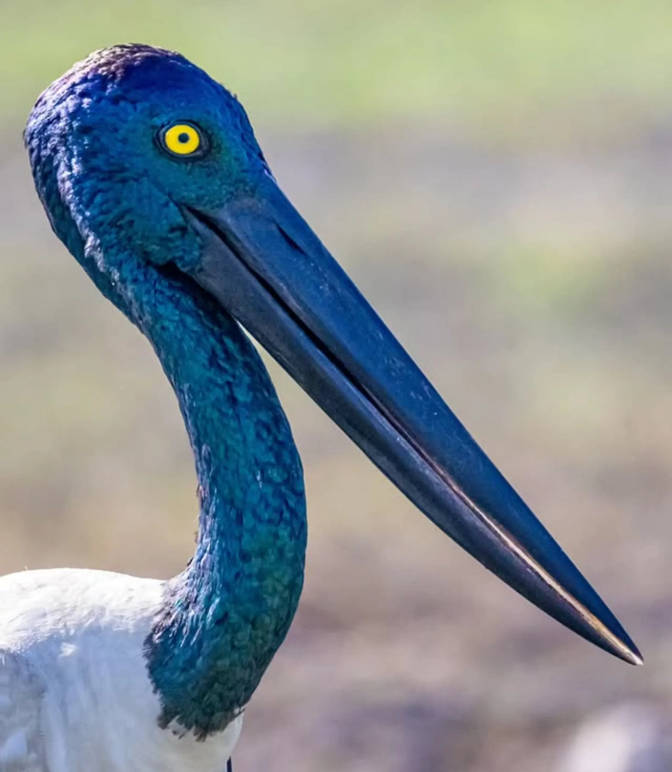 bird populations