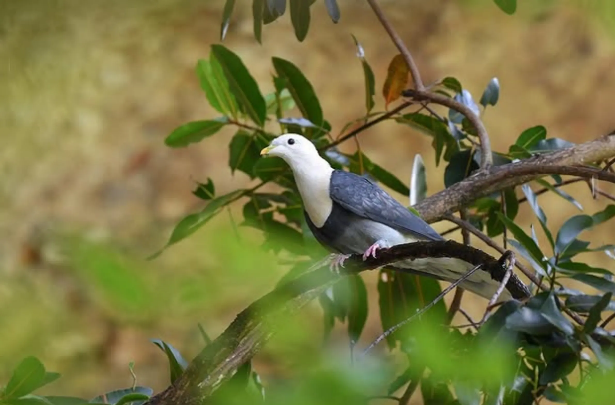 migratory birds