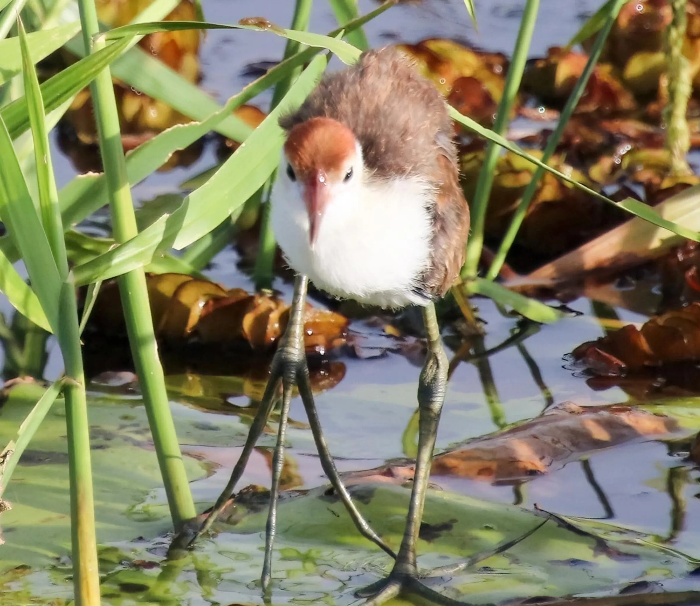 perfect habitat